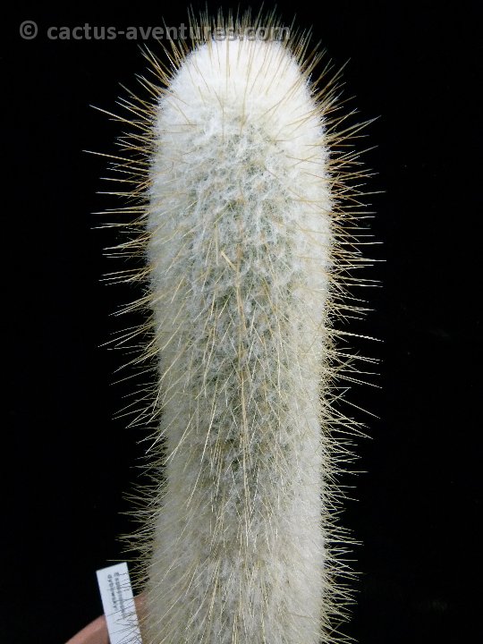 Espostoopsis dybowskyi P1050195